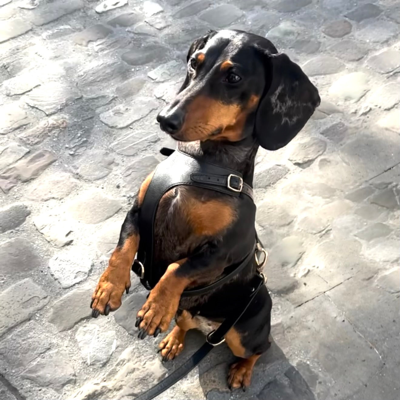 H-Shape Harness - Nero