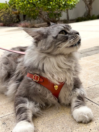 Soft Leather Harness - Corallo