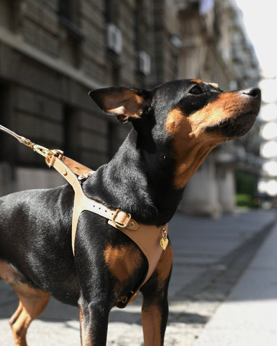 Soft Leather Harness - Cappuccino