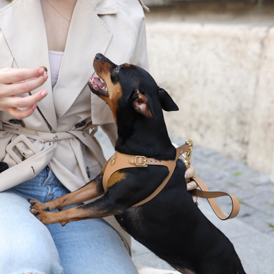 Multi-functional Leash - Cappuccino