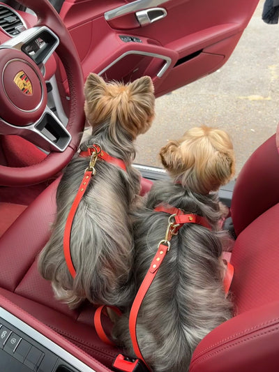 Multi-functional Leash - Corallo