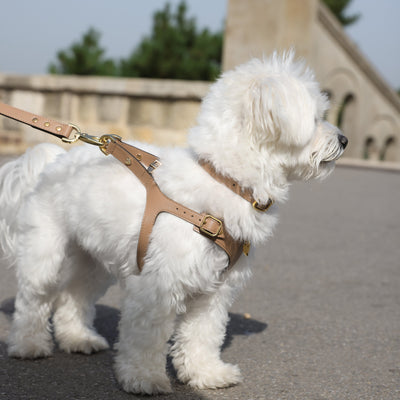 Multi-functional Leash - Cappuccino