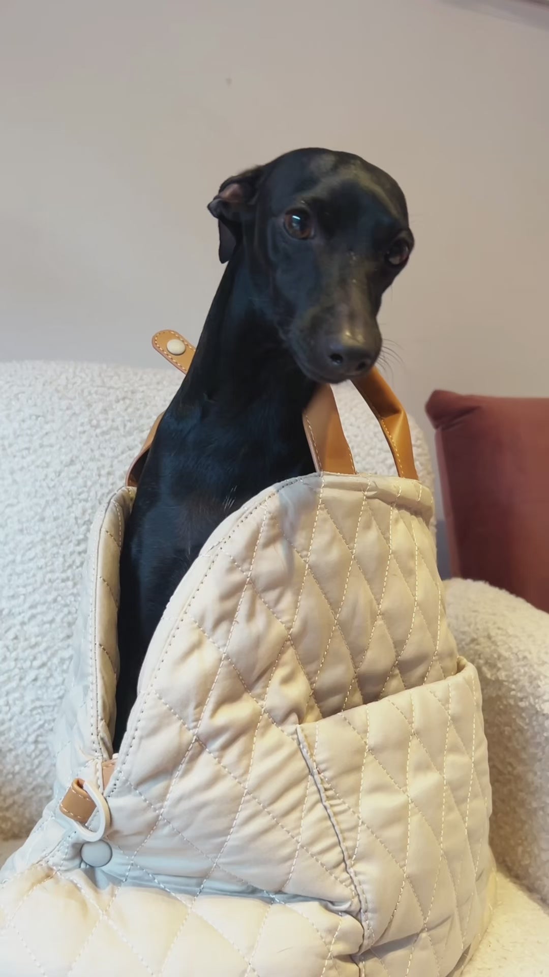 Dog Car Seat & Carrier - Ivory