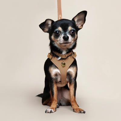 Multi-functional Leash - Cappuccino